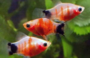 mickey mouse platy