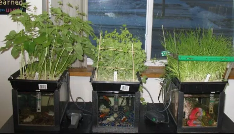 using fish tank water to grow plants