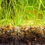 best organic soil for aquarium