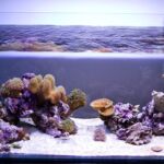 are airstones good for saltwater aquarium