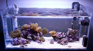 Are airstones good for saltwater aquarium?