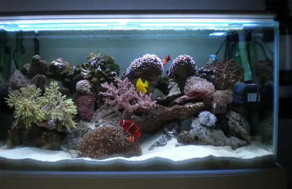 benefits of air stones in saltwater aquarium