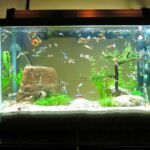 best fish tank stocking guide for different fishes