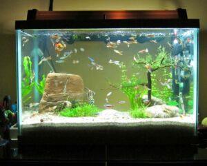 Best Fish Tank Stocking Guide For Different Fishes