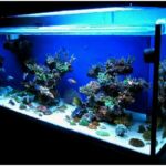 best size saltwater tank for beginners