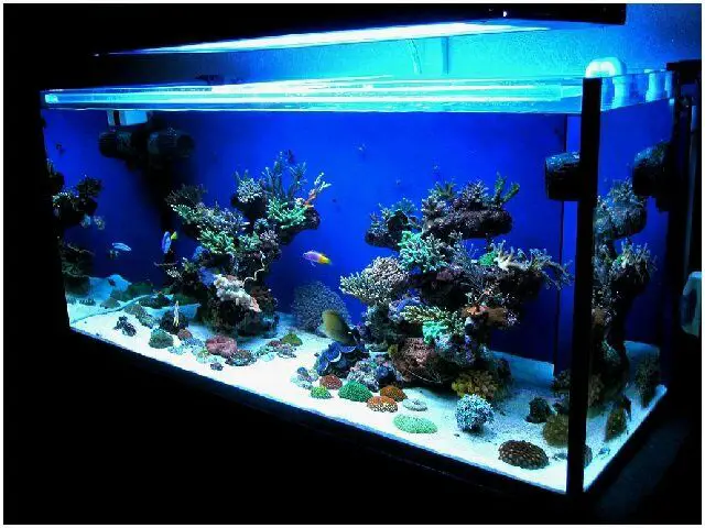 best size saltwater tank for beginners