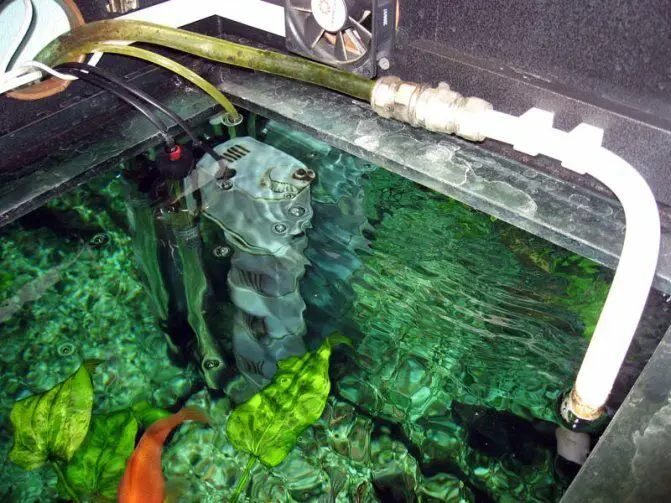 fish tank smells like rotten eggs and sewage