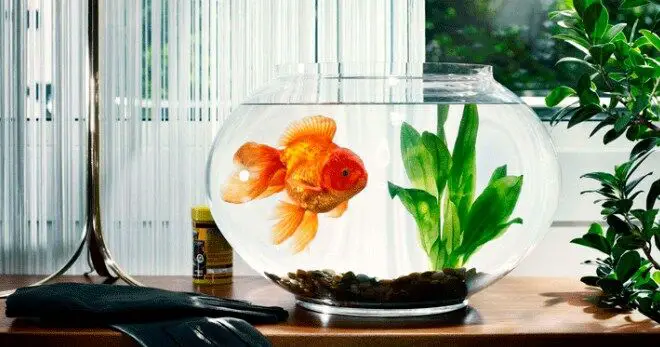 goldfish feng shui fish tank