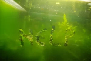 How To Get Rid Of Algae Bloom In Fish Tank?