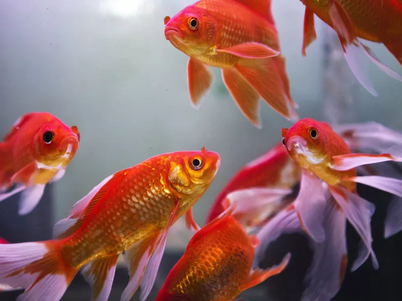 how many goldfish is good for feng shui