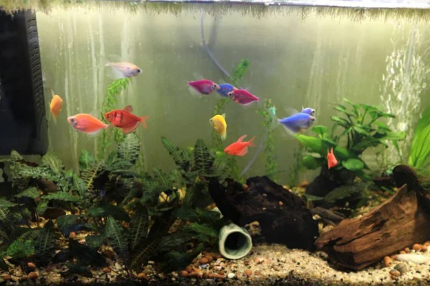 how to determine how many fish are in a tank