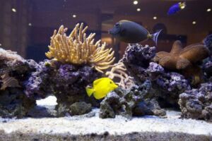 Live Rock For Saltwater Aquarium: Choice, Setup, Use, Pros