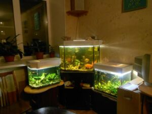 What Fish Can Go In A 15 Litre Tank? Best Fishes & Calculation