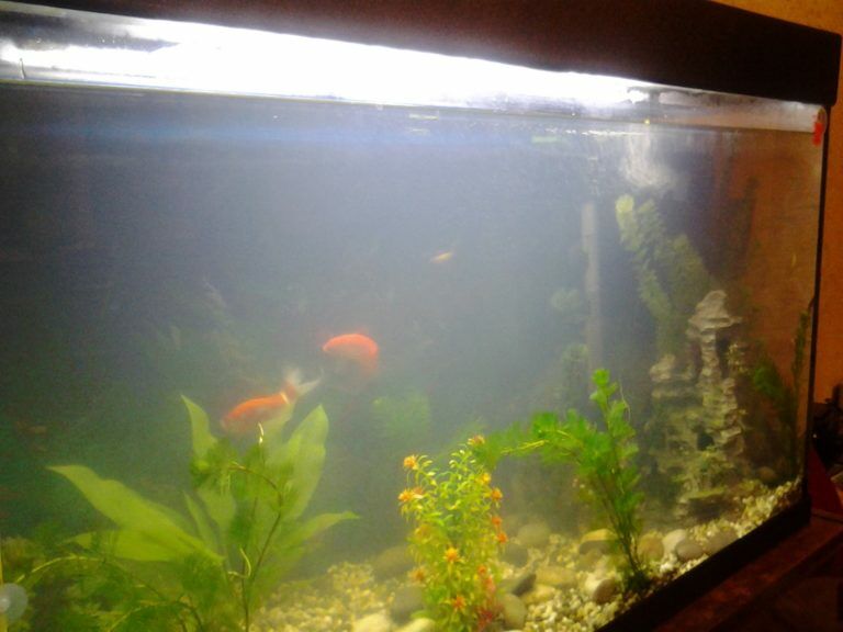 why is my fish tank cloudy after 1 day