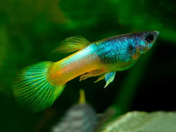 guppy for 15 litre fish tank