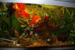 how many fish should be in feng shui aquarium?