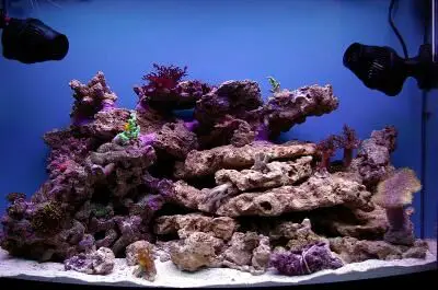 how much live rock in saltwater aquarium